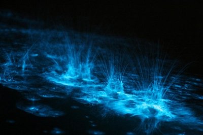 A bioluminescent splash.