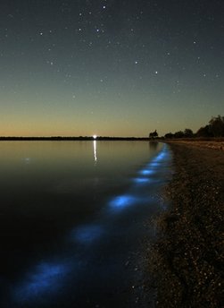 Algae lights up the shore.