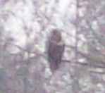 Here's a buzzard I attempted to photograph, and this is the best one I made. They can spot you from far, and whenever I got closer he flew away, so it seemed. I need to work on my stalking skills.