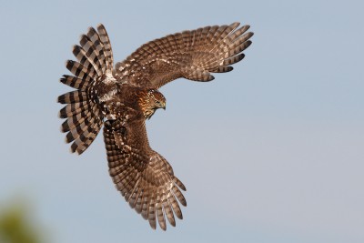 This is the breed of Hawk he/she is.