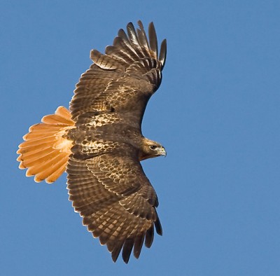 red-tailed-hawk.jpg