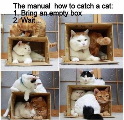 How to catch cats