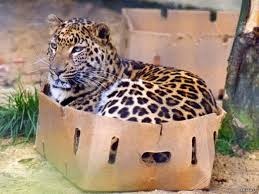 How to catch a leopard