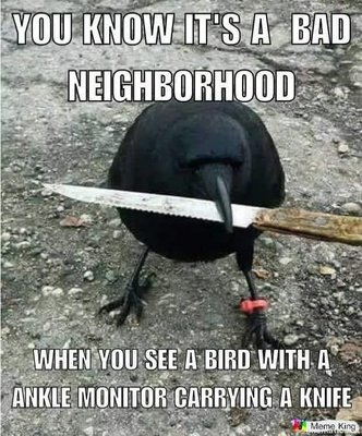 Bird Knife.jpg