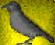 Sierra_Bird.png