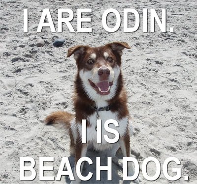 IAreOdinBeachDog.jpg