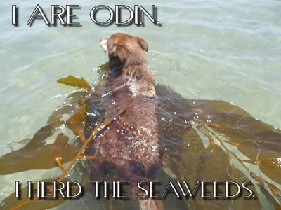 iareodin-seaweed.jpg