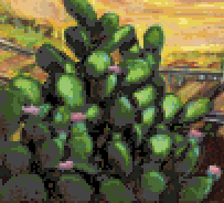 cactus.gif