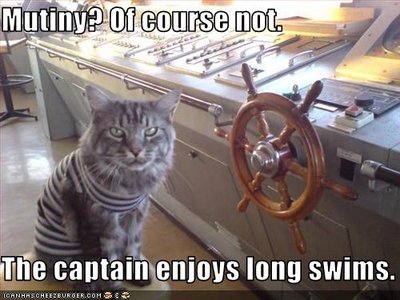 lolcatpirate.jpg