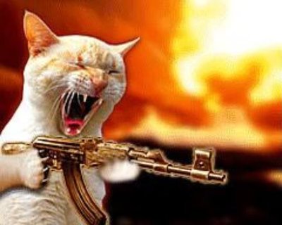 gun_cat.jpg