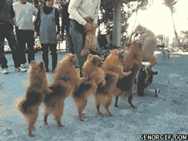 congodoggie.gif