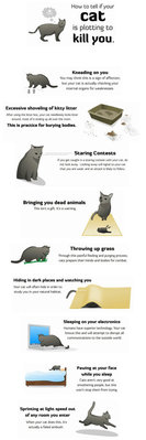 I'm just sayin'... if you have had a cat... you have seen these signs before...